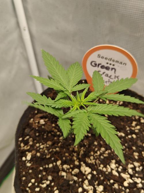 Green Crack Auto!!. Week 2