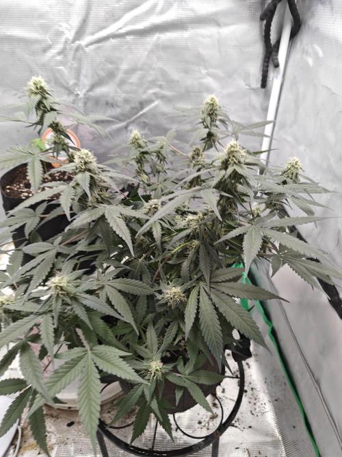 Blue Dream Auto (420 Fast Buds). Week 9