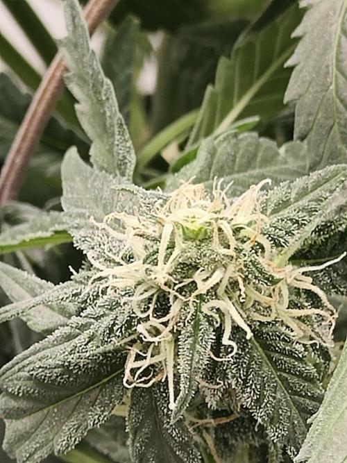 Blue Dream Auto (420 Fast Buds). Week 9