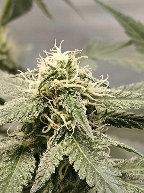 Blue Dream Auto (420 Fast Buds). Week 9