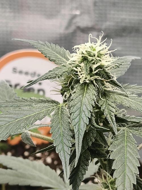 Blue Dream Auto (420 Fast Buds). Week 9