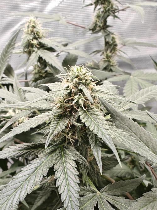 Blue Dream Auto (420 Fast Buds). Week 9