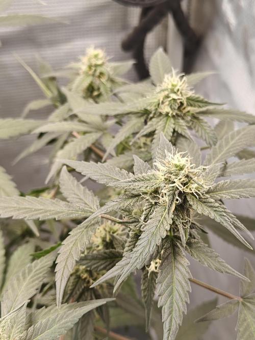 Blue Dream Auto (420 Fast Buds). Week 9