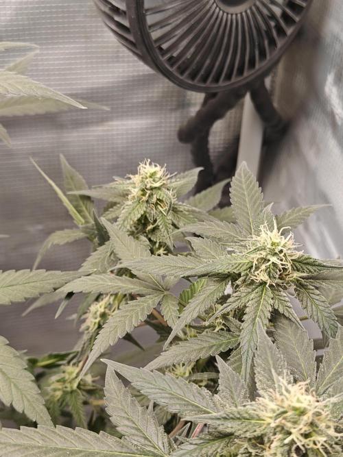 Blue Dream Auto (420 Fast Buds). Week 9