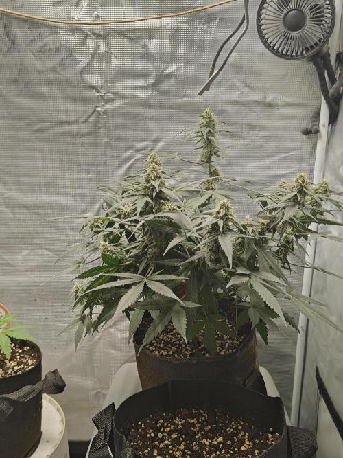 Blue Dream Auto (420 Fast Buds). Week 9