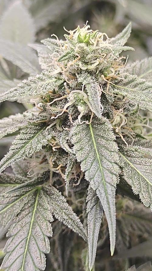 Blue Dream Auto (420 Fast Buds)