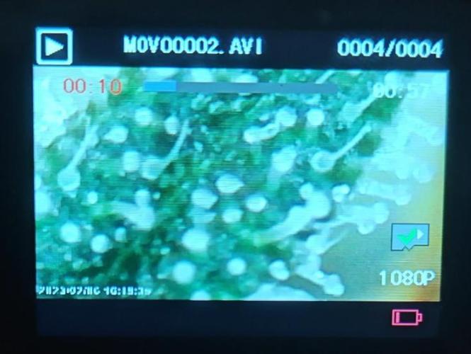 Blue Dream Auto (420 Fast Buds). Week 9