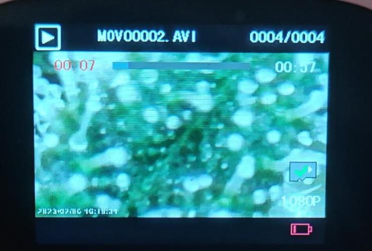 Blue Dream Auto (420 Fast Buds). Week 9