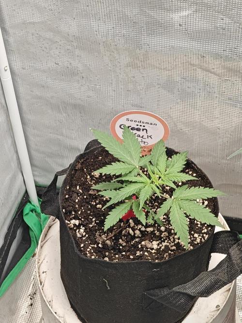 Green Crack Auto!!. Week 3