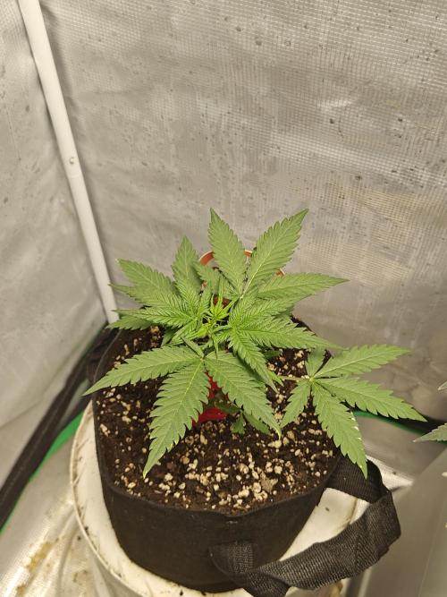 Green Crack Auto!!. Week 3