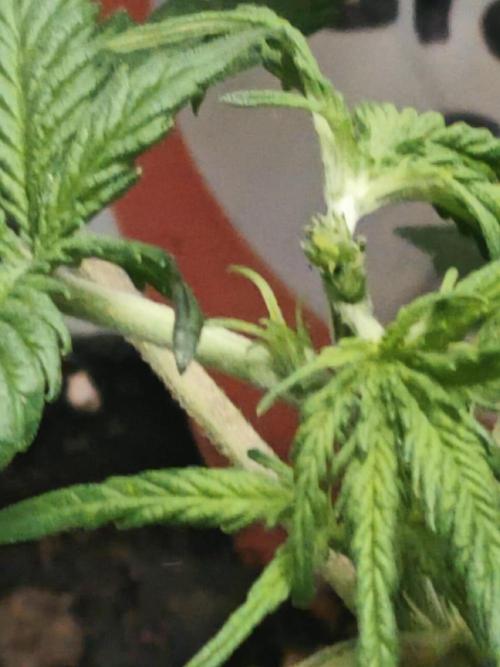 Green Crack Auto!!. Week 3