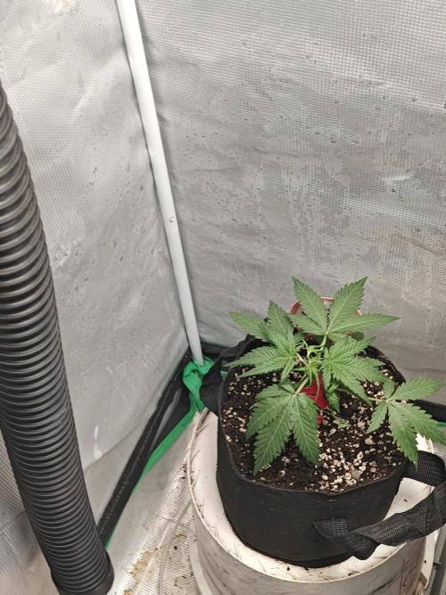 Green Crack Auto!!. Week 3