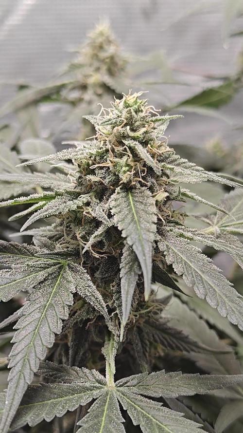 Blue Dream Auto (420 Fast Buds)