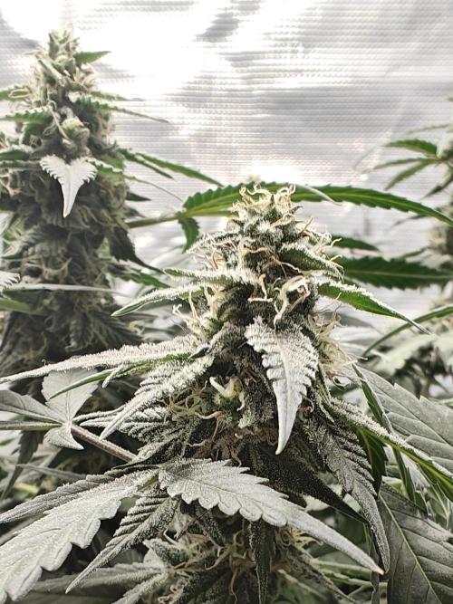 Blue Dream Auto (420 Fast Buds). Week 10