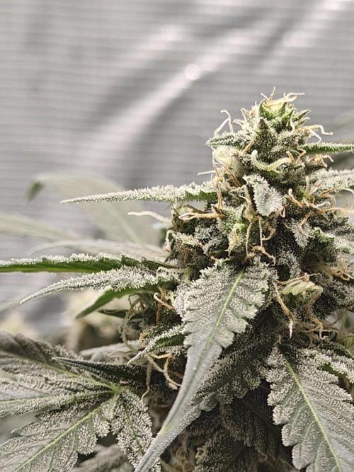 Blue Dream Auto (420 Fast Buds). Week 10