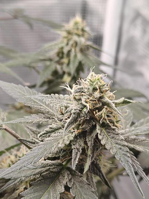 Blue Dream Auto (420 Fast Buds). Week 10