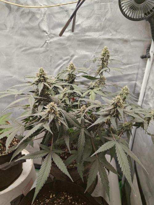 Blue Dream Auto (420 Fast Buds). Week 10