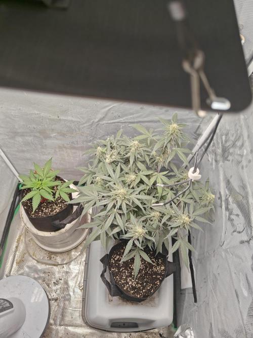 Blue Dream Auto (420 Fast Buds). Week 10