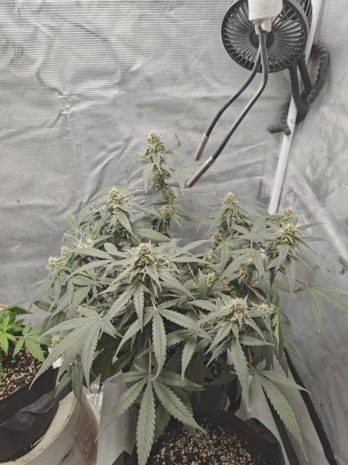 Blue Dream Auto (420 Fast Buds). Week 10
