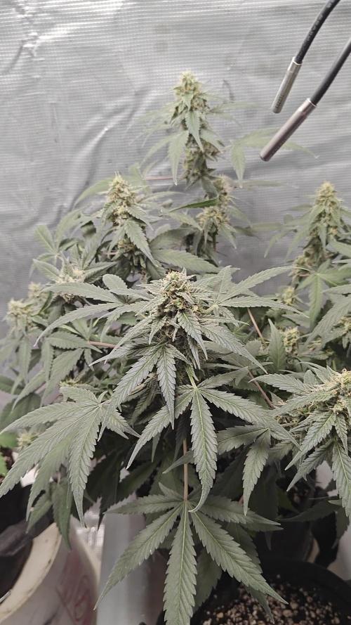 Blue Dream Auto (420 Fast Buds)