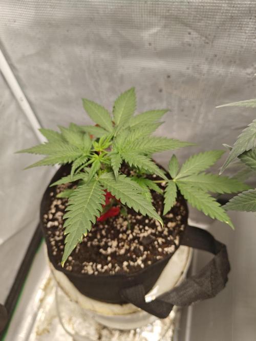 Green Crack Auto!!. Week 4