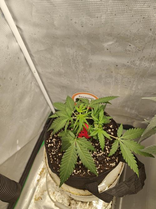Green Crack Auto!!. Week 4
