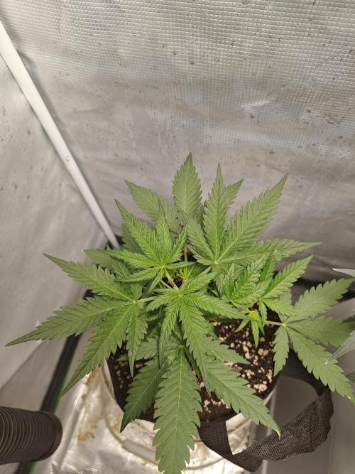 Green Crack Auto!!. Week 4