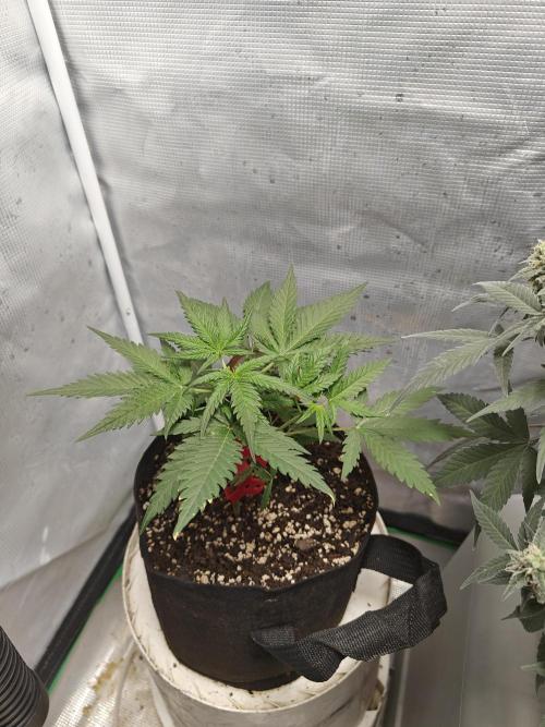 Green Crack Auto!!. Week 4