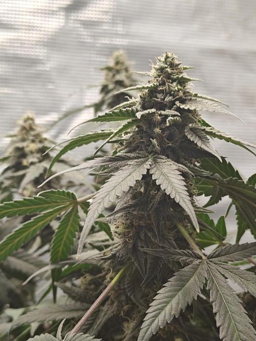 Blue Dream Auto (420 Fast Buds). Week 11