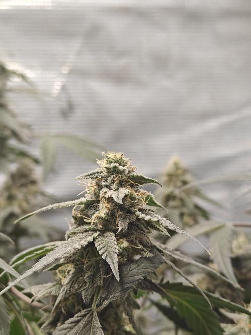 Blue Dream Auto (420 Fast Buds). Week 11