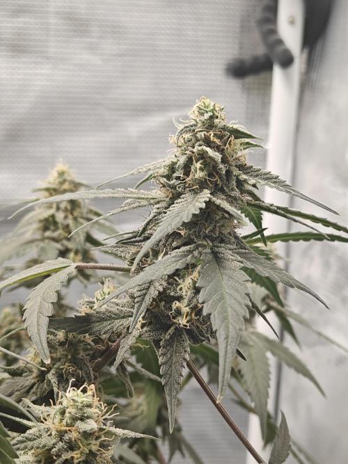 Blue Dream Auto (420 Fast Buds). Week 11