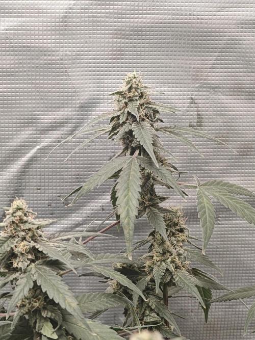 Blue Dream Auto (420 Fast Buds). Week 11