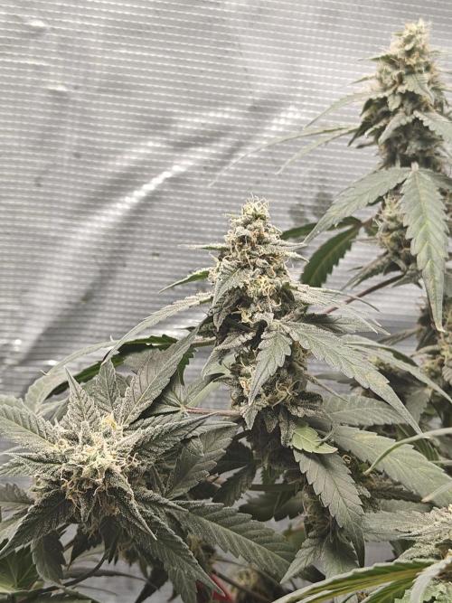 Blue Dream Auto (420 Fast Buds). Week 11