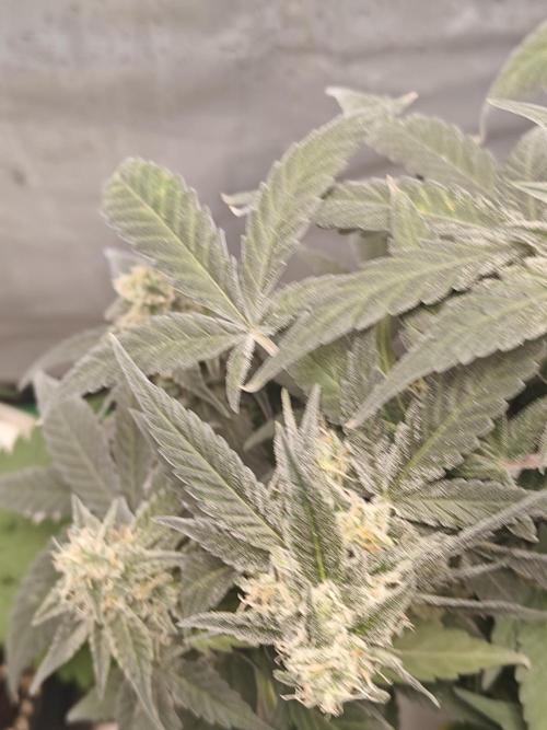 Blue Dream Auto (420 Fast Buds). Week 11