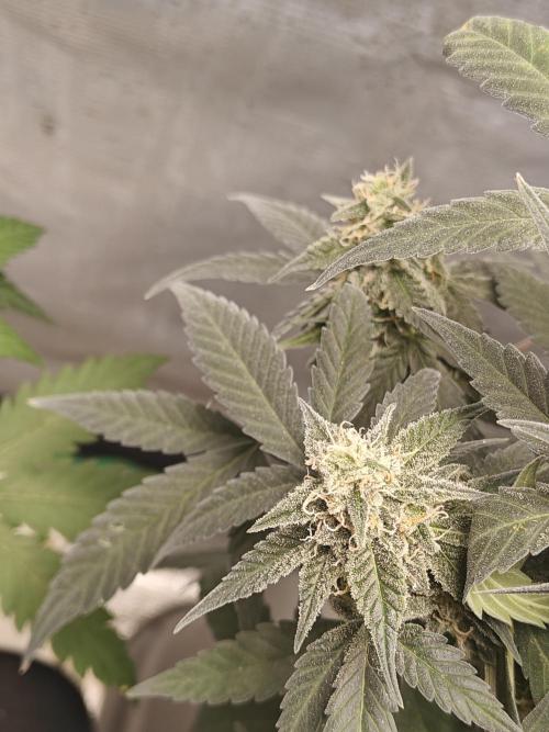Blue Dream Auto (420 Fast Buds). Week 11