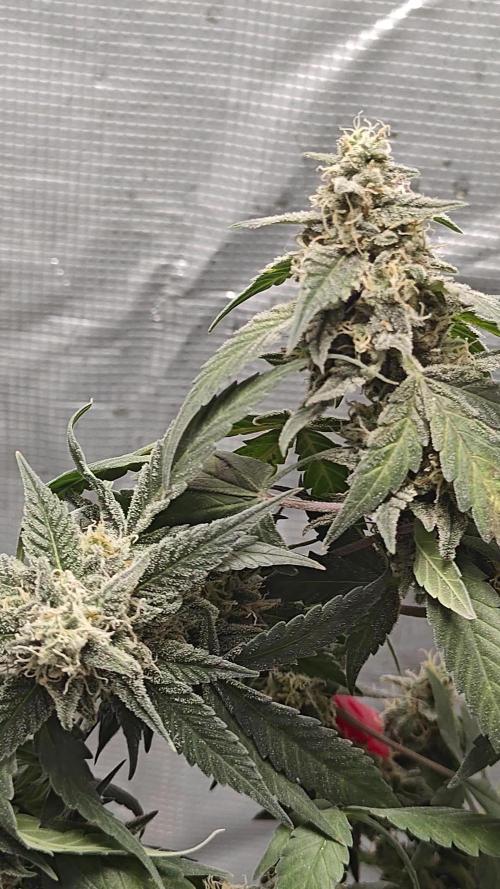 Blue Dream Auto (420 Fast Buds)