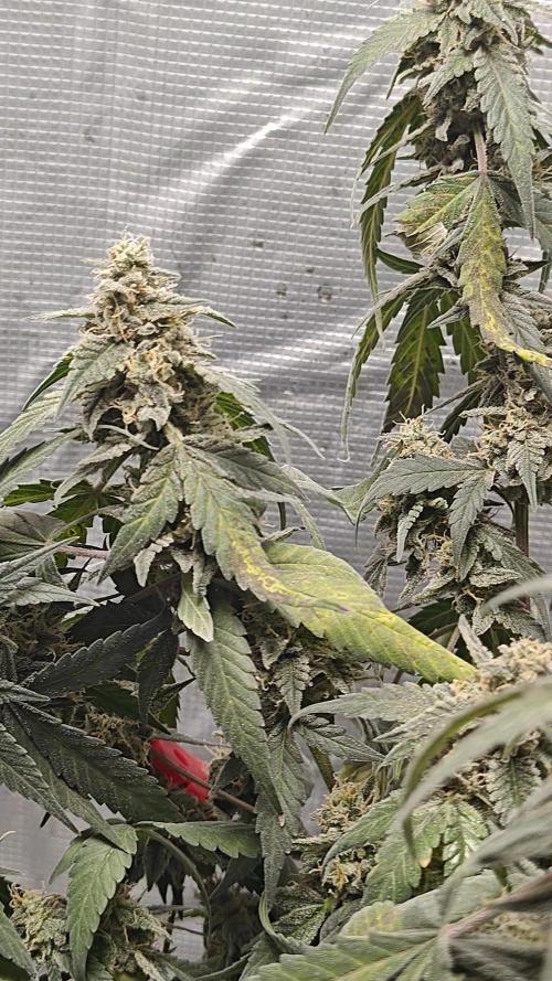 Blue Dream Auto (420 Fast Buds). Week 12