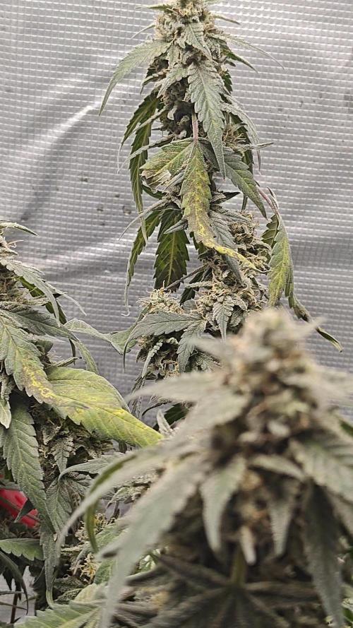 Blue Dream Auto (420 Fast Buds). Week 12