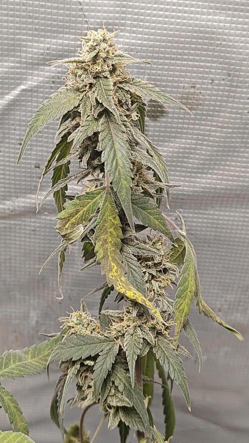 Blue Dream Auto (420 Fast Buds). Week 12