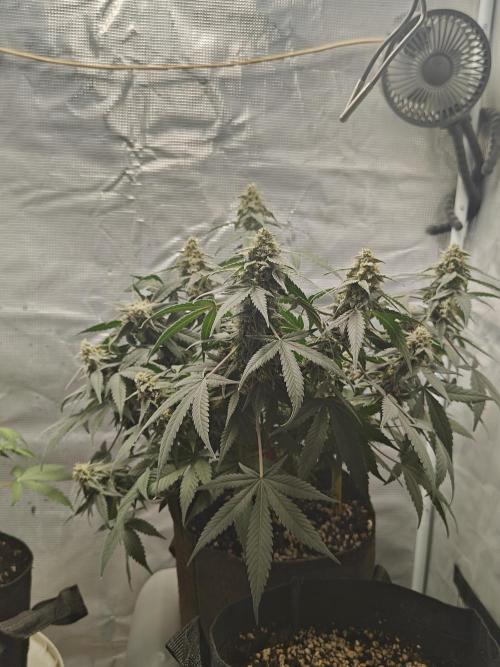 Blue Dream Auto (420 Fast Buds). Week 12