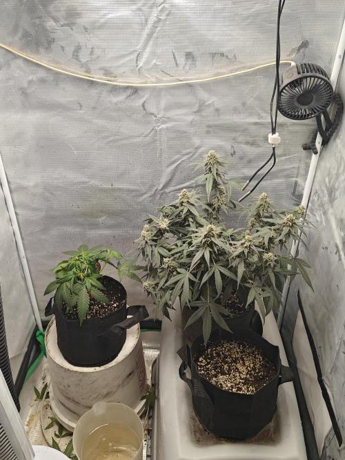 Blue Dream Auto (420 Fast Buds). Week 12