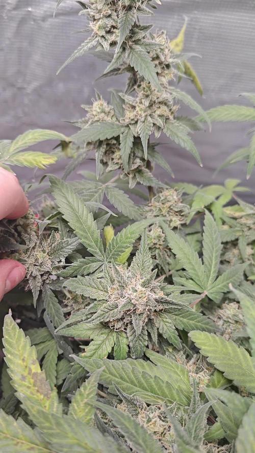 Blue Dream Auto (420 Fast Buds)