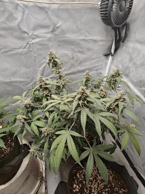Blue Dream Auto (420 Fast Buds). Week 13