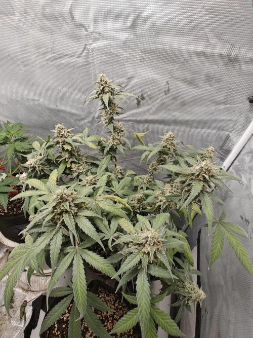 Blue Dream Auto (420 Fast Buds). Week 13