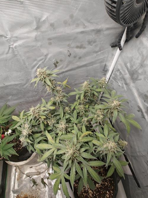 Blue Dream Auto (420 Fast Buds). Week 13