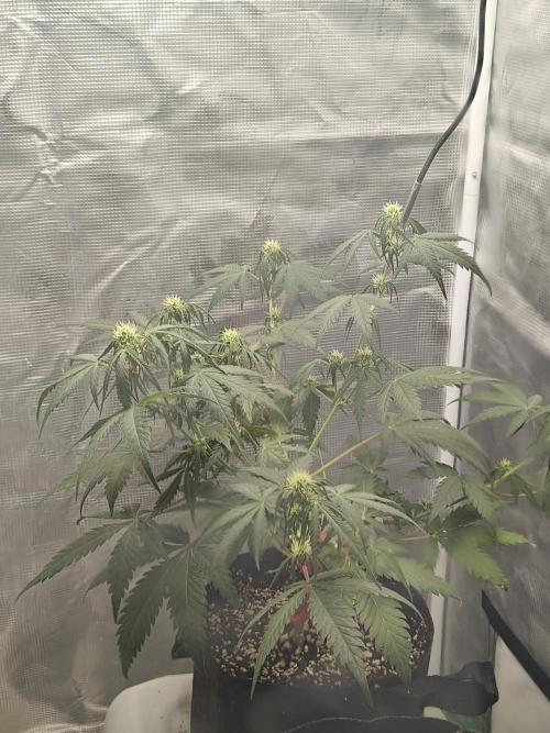 Green Crack Auto!!. Week 5