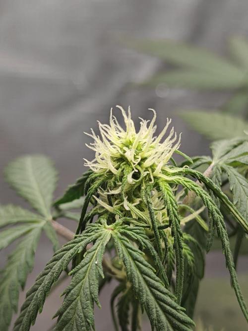 Green Crack Auto!!. Week 5