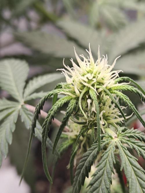 Green Crack Auto!!. Week 5
