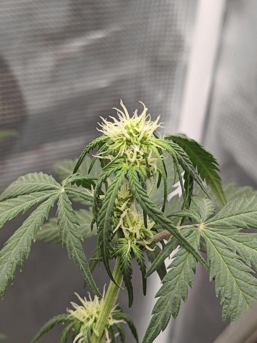 Green Crack Auto!!. Week 5