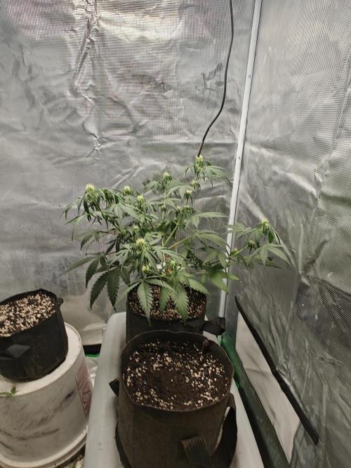 Green Crack Auto!!. Week 5